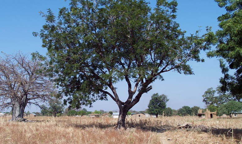 thumbnail of  FEATURE: Why financing is tied to the future of a biodiverse planet