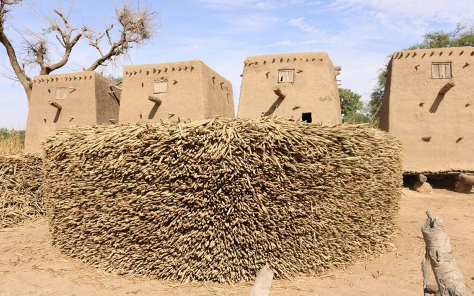 thumbnail of  Drylands Development Programme: changed lives in the Sahel