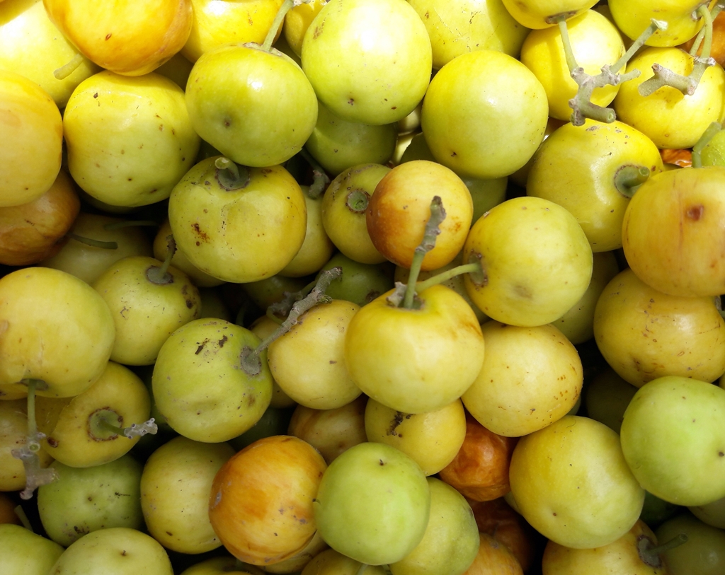 thumbnail of  Exploring the nutritional value of fruits of wild trees in Ethiopia