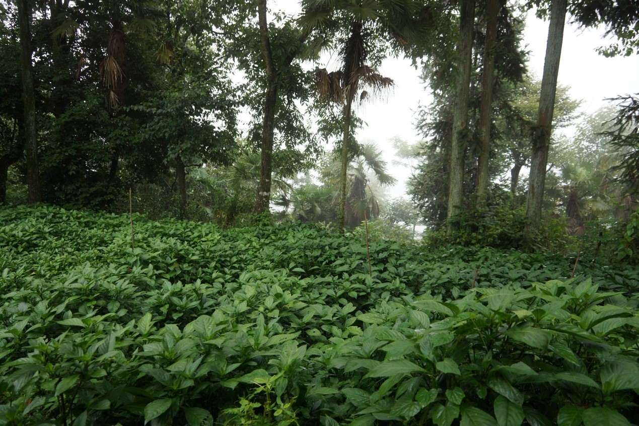 thumbnail of  Can the resuscitation of a fading way of life help close the gender income gap?