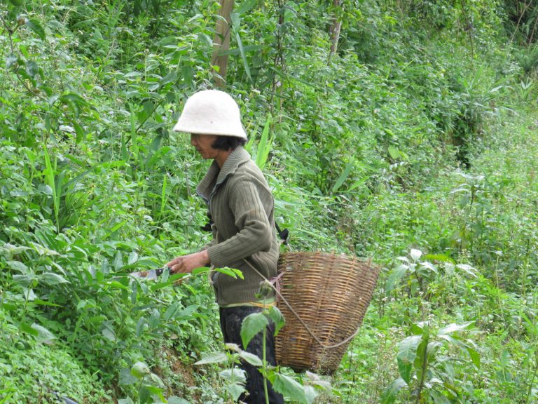 thumbnail of  Mushrooms for prosperity in Chin State