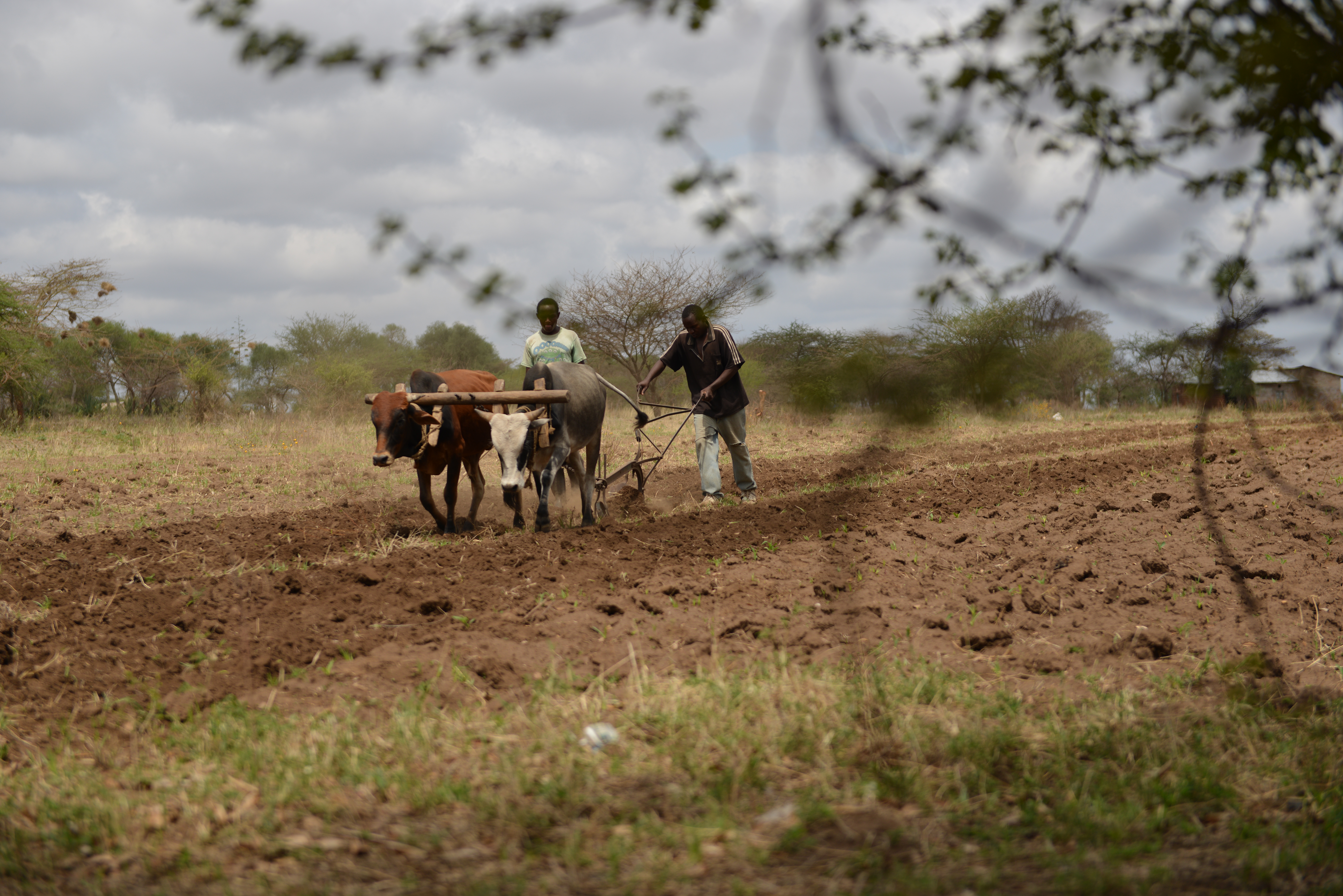 thumbnail of  Technologies to enhance and monitor soil carbon for Africa