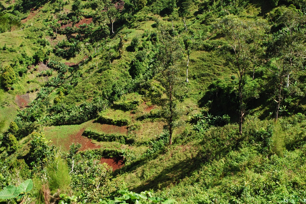 thumbnail of  Why tree diversity in agroforestry matters: perspectives from the Comoros archipelago