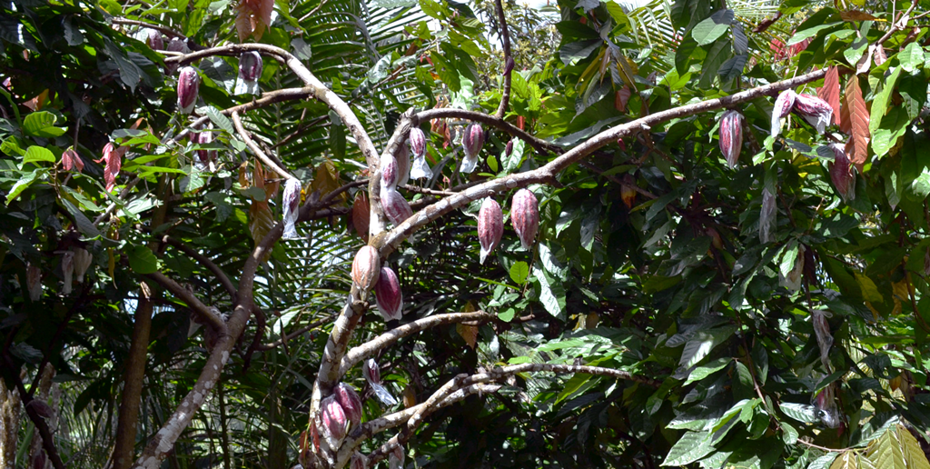 thumbnail of  After the storm: sustaining cacao’s development momentum in Davao de Oro, Philippines