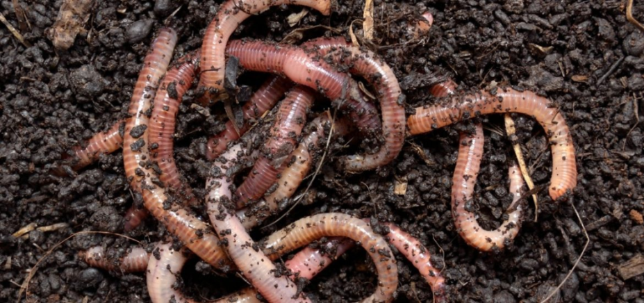 thumbnail of  Living dirt: why microorganisms matter for healthy soil