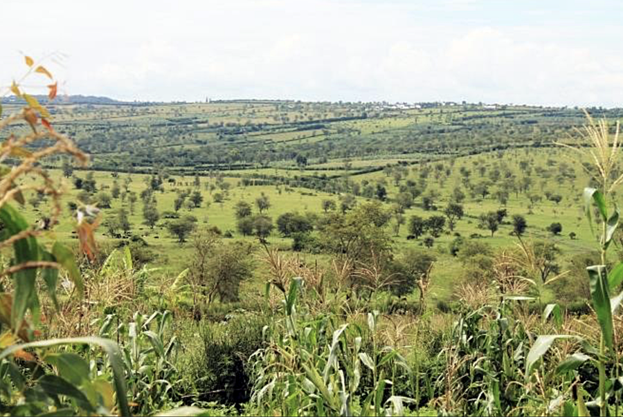 thumbnail of  Operationalizing the Agroforestry Strategy and Plan for Rwanda