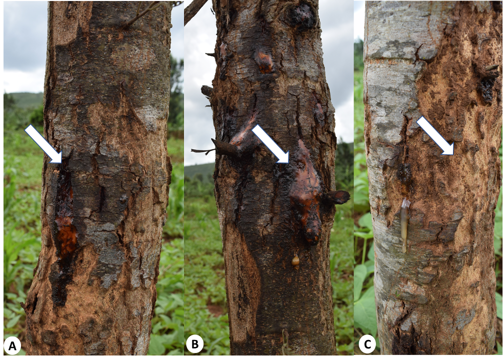 thumbnail of  Pest and disease crises pose setbacks for tree-based restoration plans in Rwanda