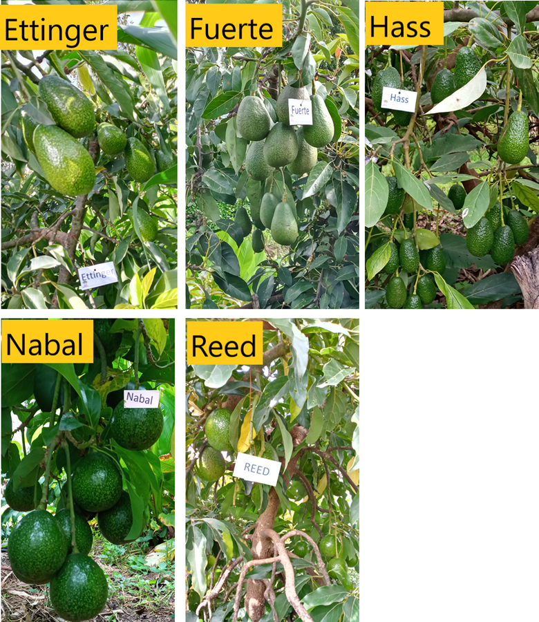 thumbnail of  Researchers find way to estimate avocado fruit volumes