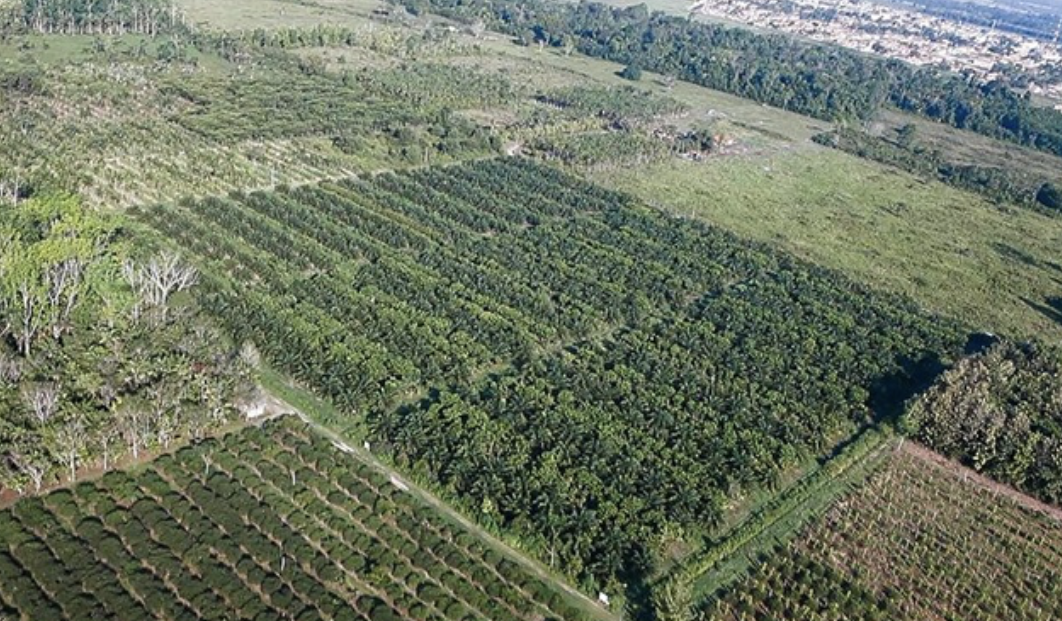 thumbnail of  UN Climate Convention learns of agroforestry for land restoration in Brazil