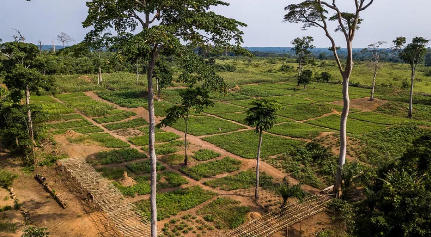 thumbnail of  Amid multiple global crises, global forestry and agroforestry centres 'reset' with engagement landscapes