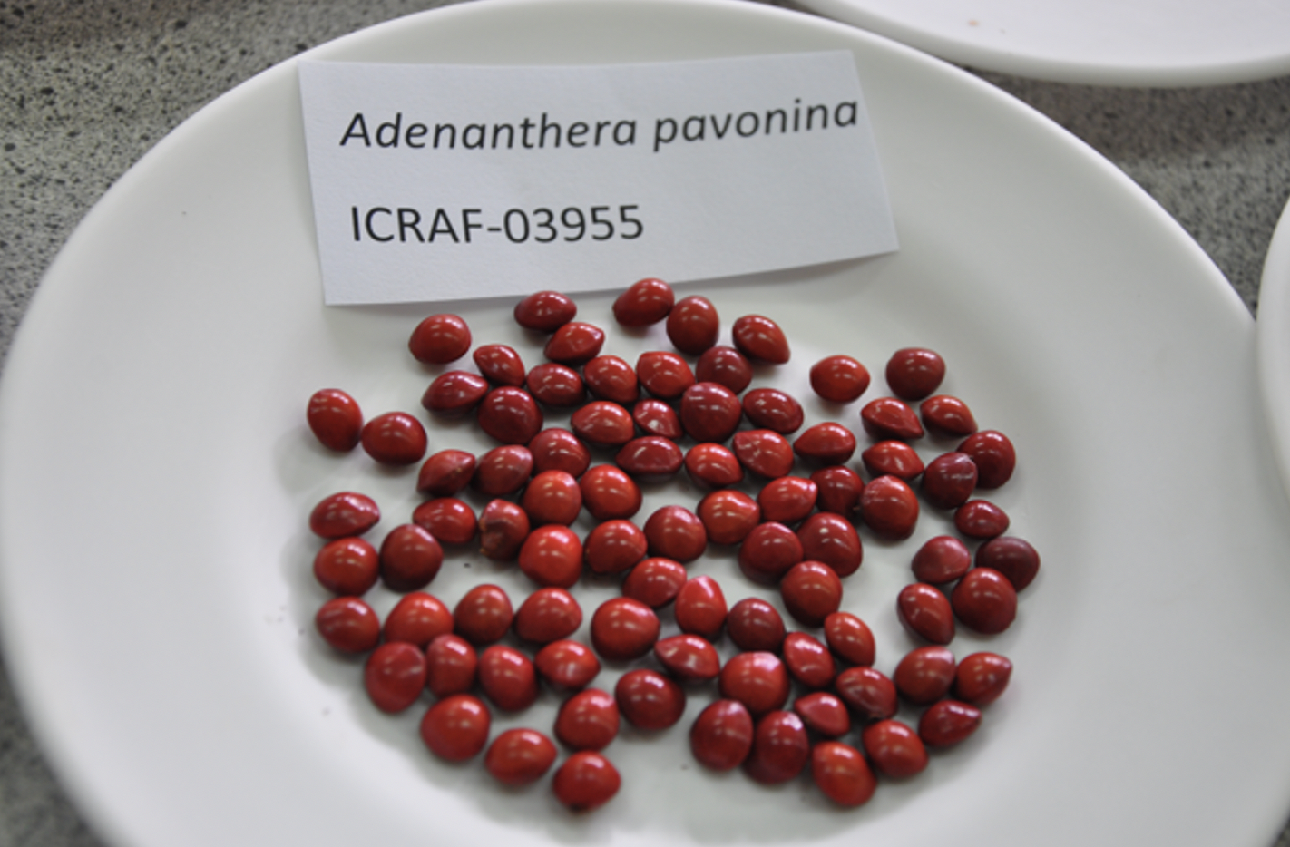 thumbnail of  Practical resources to support biodiversity of trees