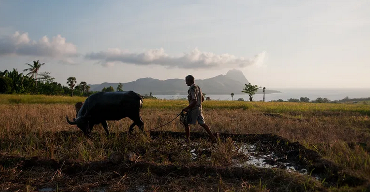 thumbnail of  New initiative to prompt a paradigm shift toward resilient agriculture