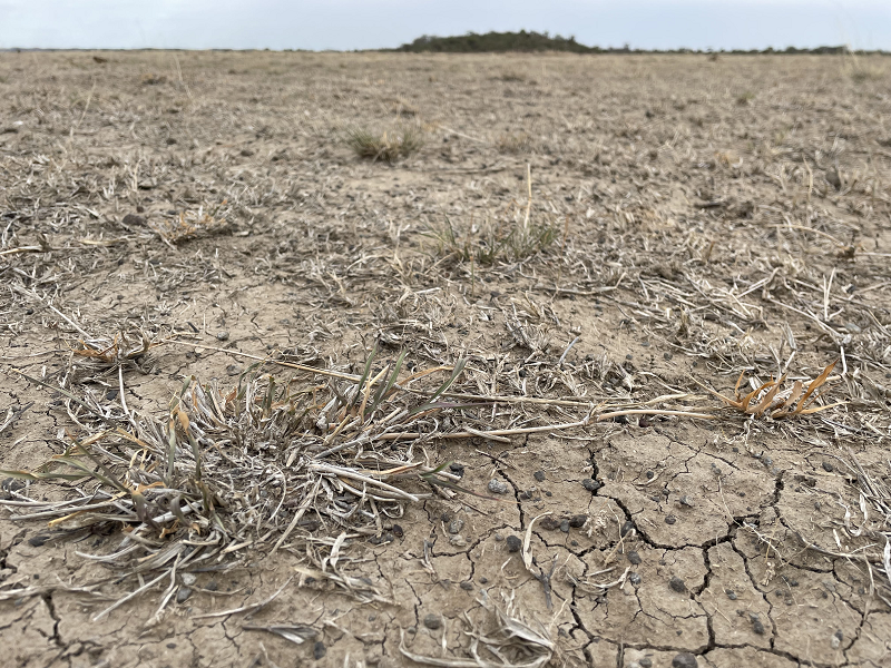 thumbnail of  Restoring Kenya’s rangeland landscapes for ecosystem-based adaptation